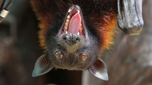 Happy Bat Appreciation Day!
