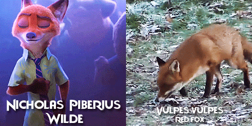 allmyhanddrawnsoul: Zootopia characters + Real life animals Celebrating Zootopia’s