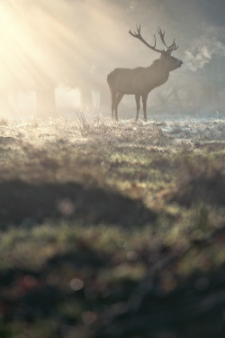 wonderous-world:  Richmond Park Stag by Matt.J.Harris. 