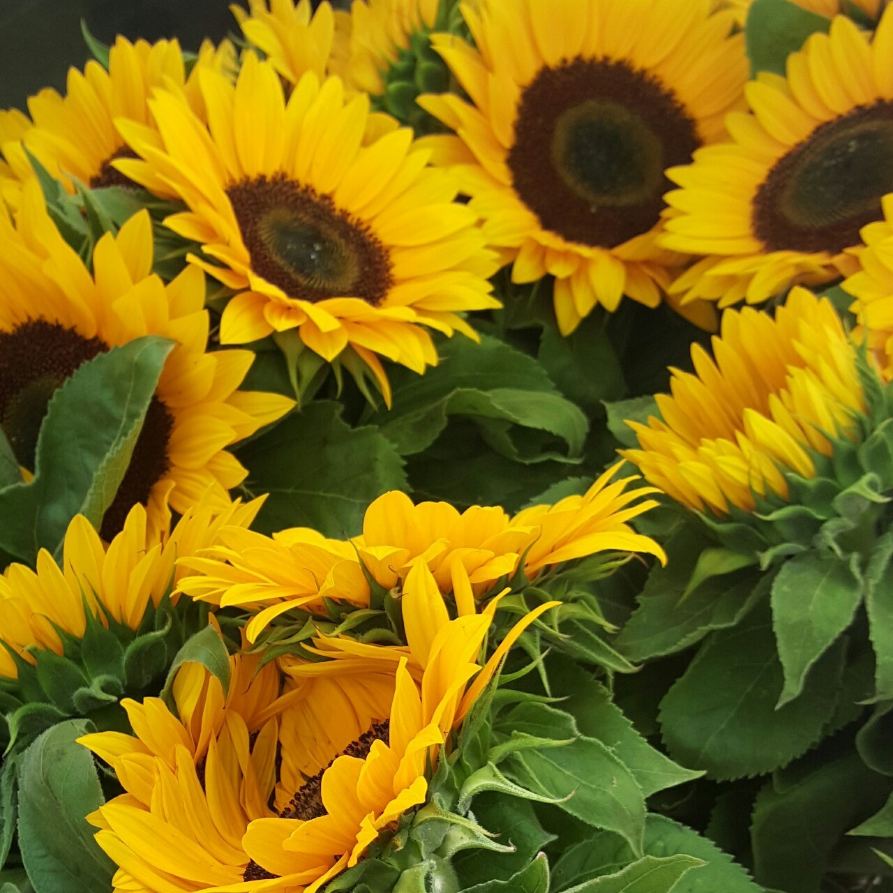 babiepetals:  colorful day in vancouver!  