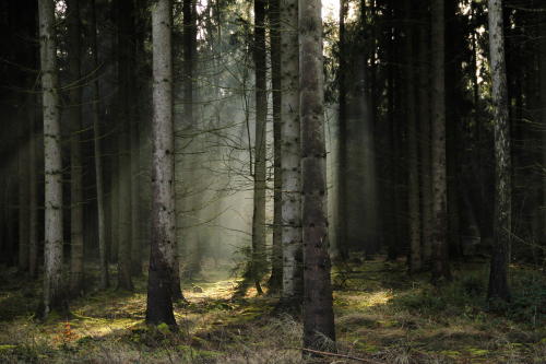 (via 500px / Fantastically Forest. by Karin Trabitsch)