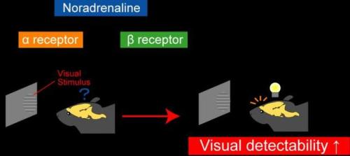 (Image caption: Endogenously-released noradrenaline improves visual detectability via β adrener