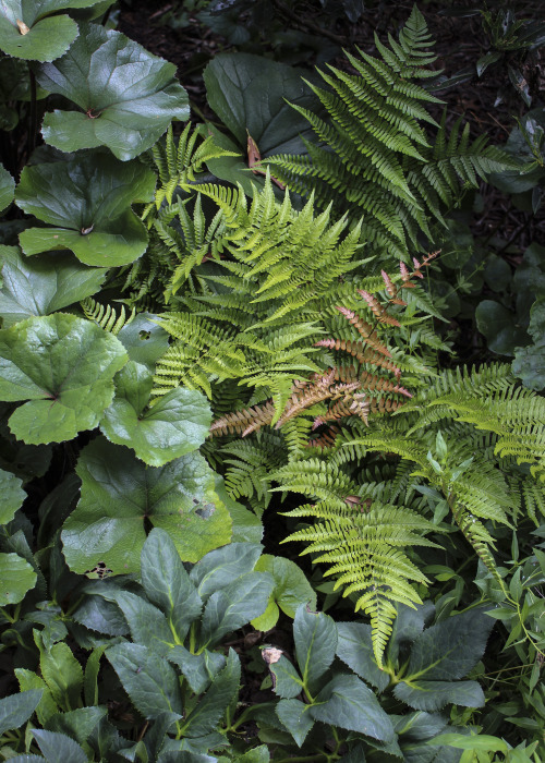 The planting bed along the North side of the home is looking very lush and full of texture and color