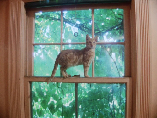 365filmsbyauroranocte: Grey Gardens (Ellen Hovde, Albert Maysles, David Maysles & Muffie Meyer, 1975): cats