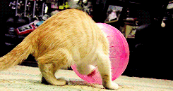 There rare Hermit Cat, having outgrown its home, goes in search of a new ball.