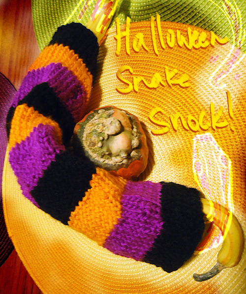 The first of two Halloween snake snocks I’ve been working on! Get your pet snakes all spiffed up for