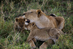 big-catsss:  (by Jim Richardson) 