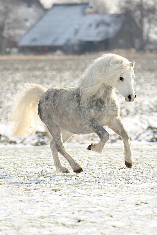 equinepoetry:  ADOREAAAABLE 