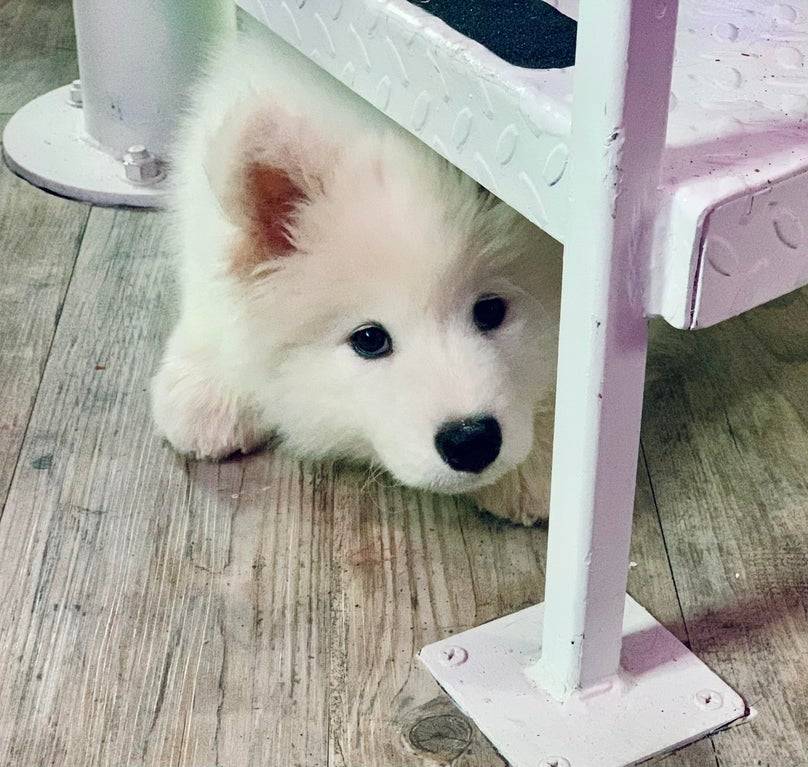 inline reddit: samoyeds