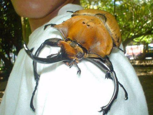 graverobberlucifer:   Rhinoceros beetle out for a ride on a human being in Costa Rica. These harmless beetles reach the size of 6.75 inches (170 mm) in length.  I seriously would pay for one of these!!!! 