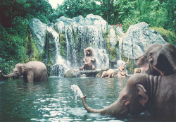 ambermozo:  This makes me miss the time I went to Thailand and bathed elephants 