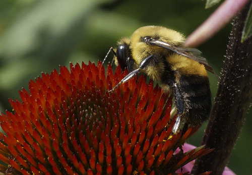 Pretty soon winter will be upon us and all my little bee models will be gone. Thank you, sweet bumbl