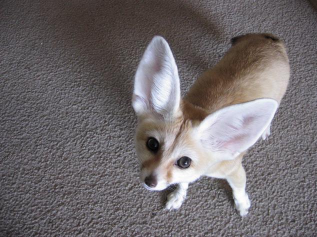 pleatedjeans:  An Ode to the Fennec Fox (18 Pics)  EEE FENNECS &lt;333