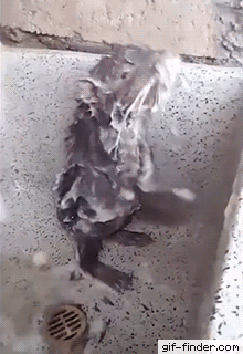 giffindersite:  Rats when they hear about coronavirus and decide they won’t take the blame this time. Via https://gif-finder.com/  