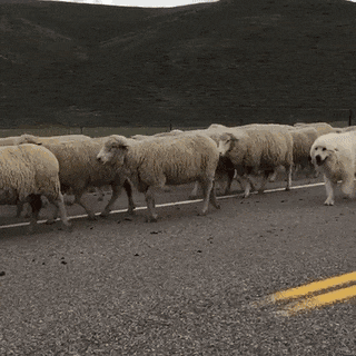 jaidefinichongg:  Perro culiao malulo