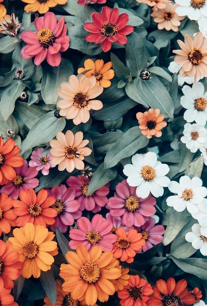 Flores Margaritas Tumblr