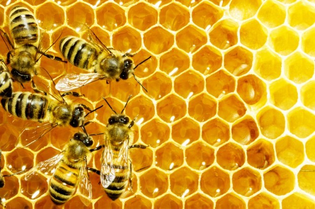 salon:  Bees play an extremely important ecological role, pollinating flowers and