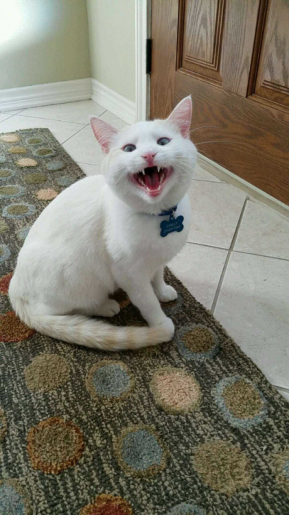 pangur-and-grim:submitted by @iccus789: everyone is always showing u their cats so i wanted to show 