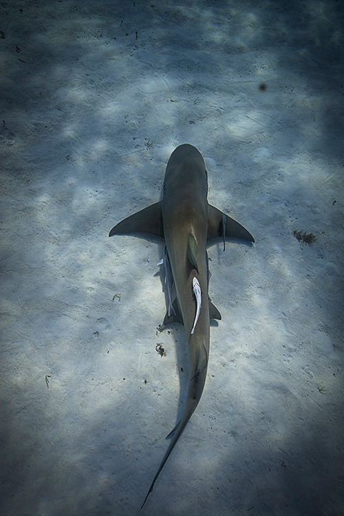 teenageers:Lemon Shark from Above ~ By Cameron Azad