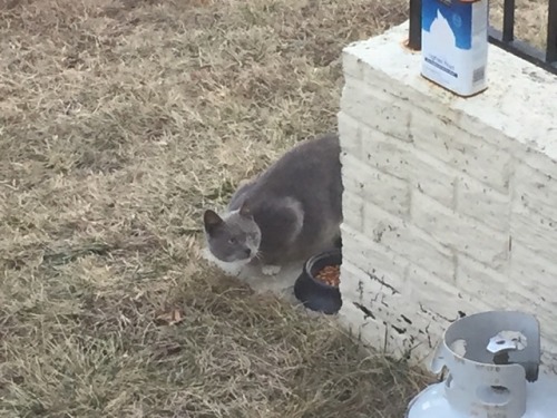 tojopa:@mostlycatsmostly This is a local cat who was fond of my trash. Thus, I’ve been calling