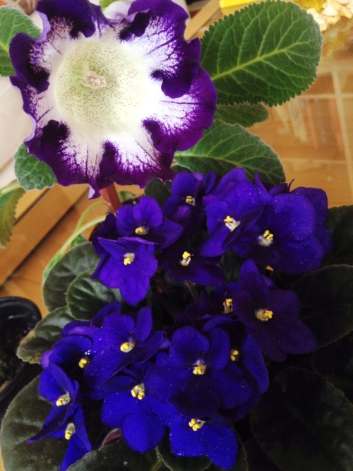 greenlook-garden: Gloxinia overseeing the African violet La Gloxinia supervisando a la violeta afric