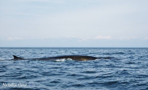 fin whale