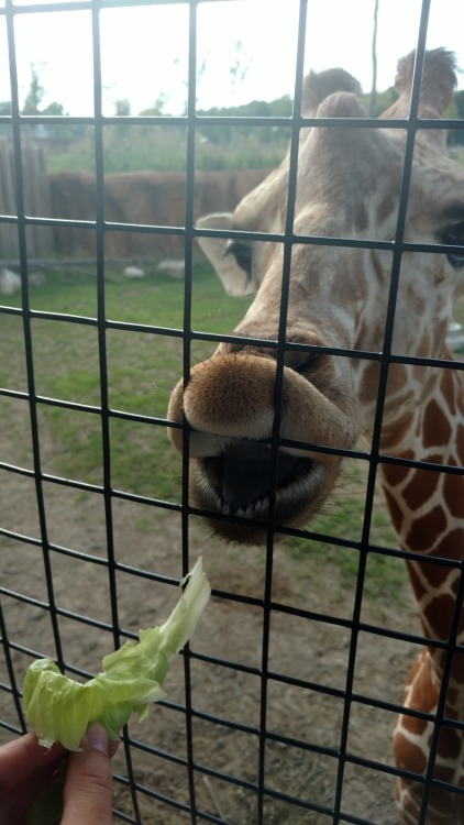 The award for the cutest giraffe snoot goes to Kip.