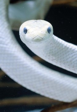 exotic-venom: (Hydrophis elegans) elegant