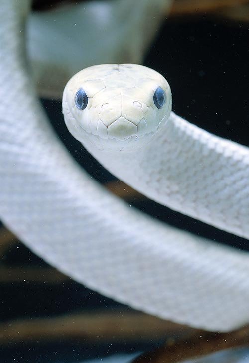 XXX earthlynation:  A sea snake (Hydrophis elegans) photo