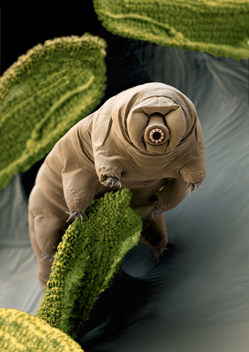 amnhnyc:Meet the tardigrade—a tiny, nearly indestructible creature, and one of the stars of the upco