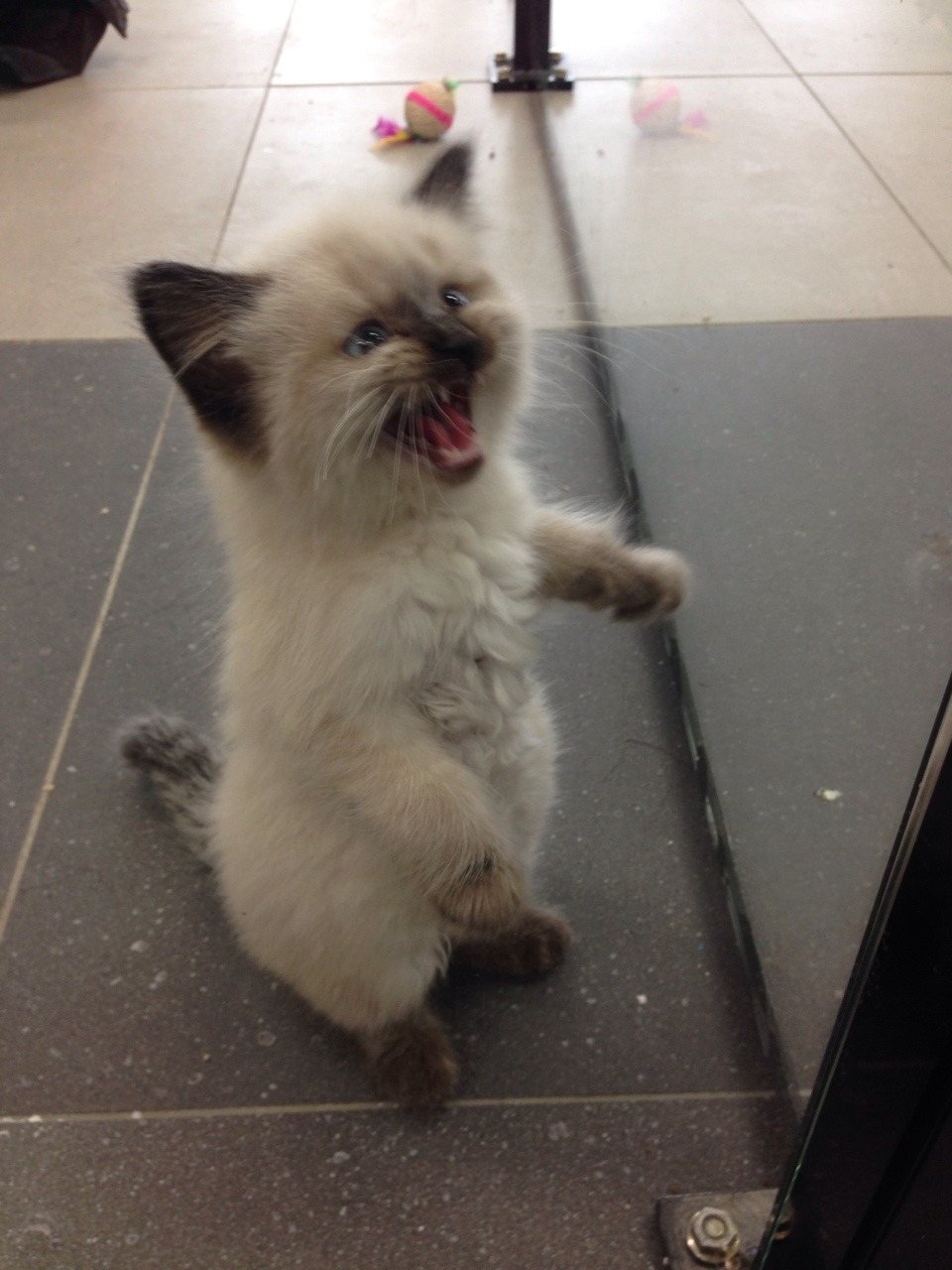 catsbeaversandducks:  Via sarah-scales:  We have one kitten left at work and he