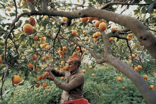 fotojournalismus: Sicily, 1984. Photographs by Ferdinando Scianna