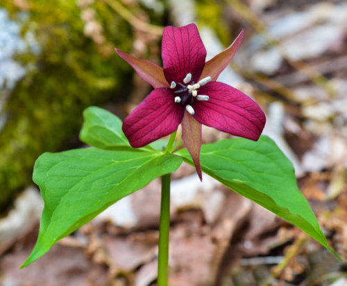                                                 The Red TrilliumPhotograph by Gary Cremese