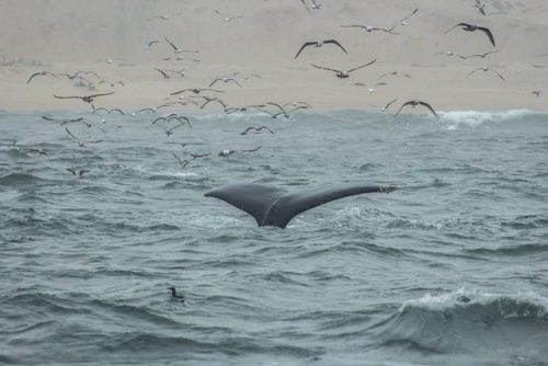 kohola-kai: Monterey Day 1 (May 4, 2017) About 30 Humpback Whales congregated in 50 feet of water, l