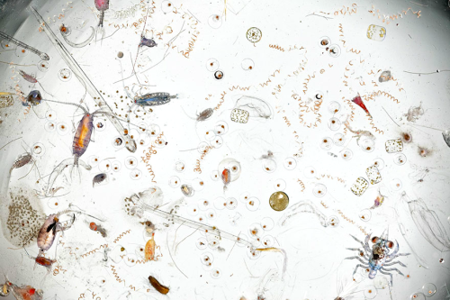 geneticist:  A splash of sea water magnified 25 times, photographed by David Littschwager. 