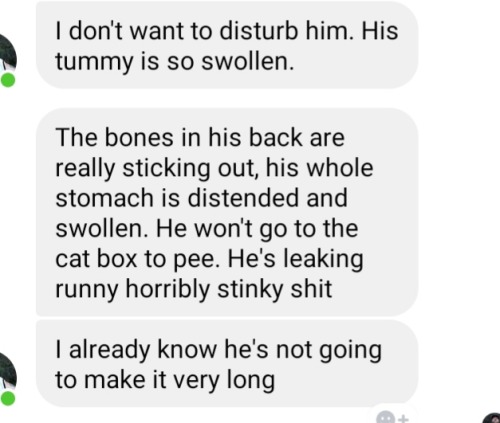 Sorry Guys But My Cat Is Going To Die Soon If He Doesn't Get Some Help