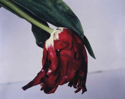 urbannoir:Flowers of Japan, Various Photographers (Ogawa Kazumasa, Nobuyoshi Araki)