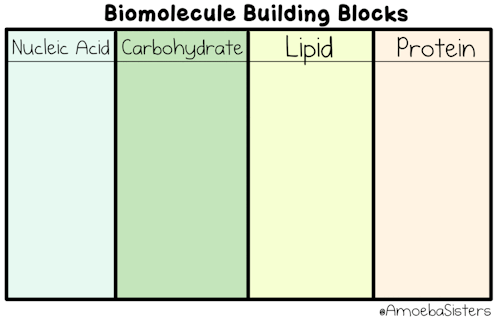 The Building Blocks Of The Four Biomolecules! You Can Learn More About Them In Our Video.