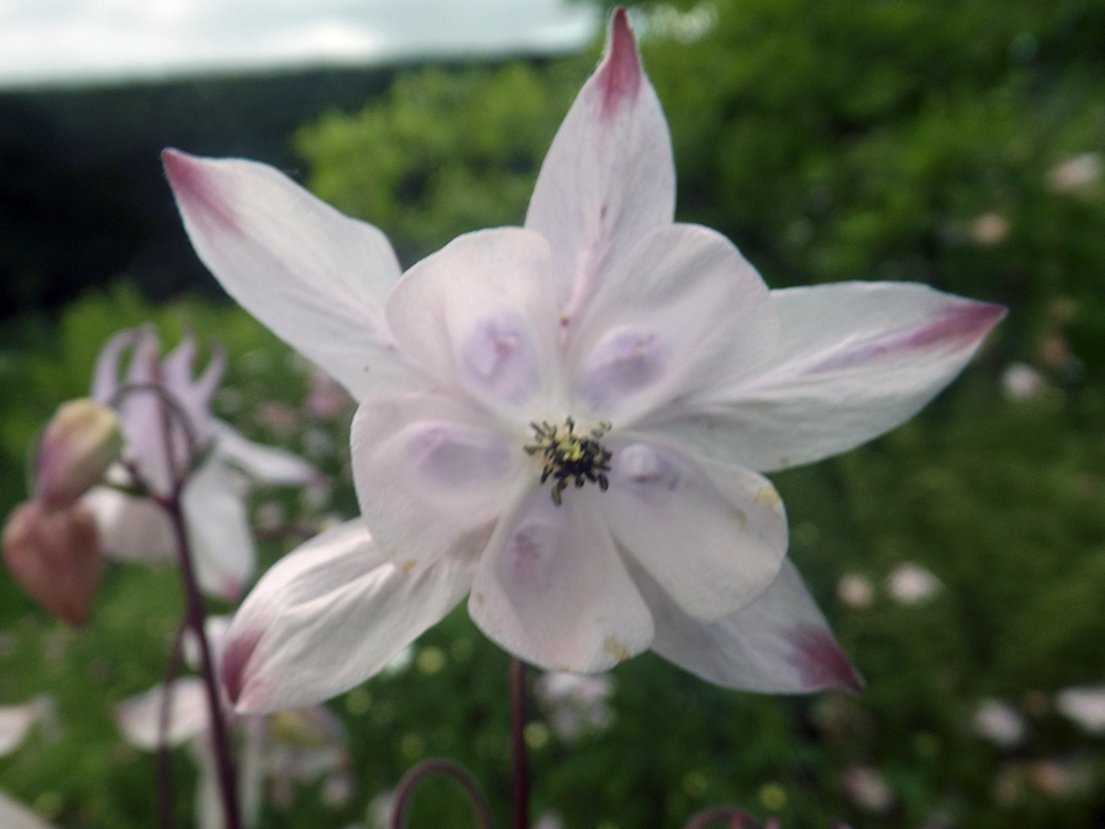 Merriments Garden