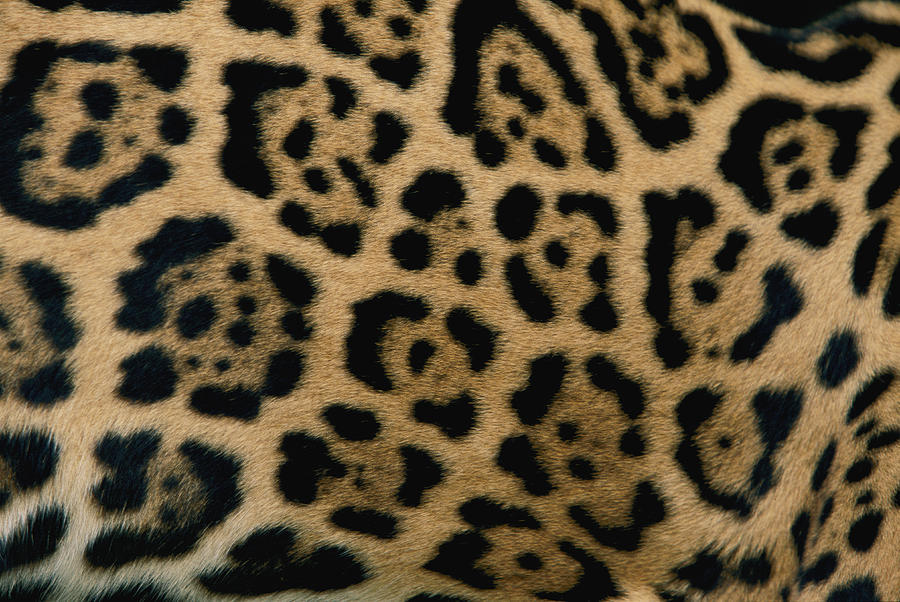 big-catsss:  Jaguar, Leopard, Cheetah by [x][x][x] 