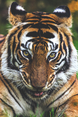 visualechoess:  Feline smile - by: Roberto