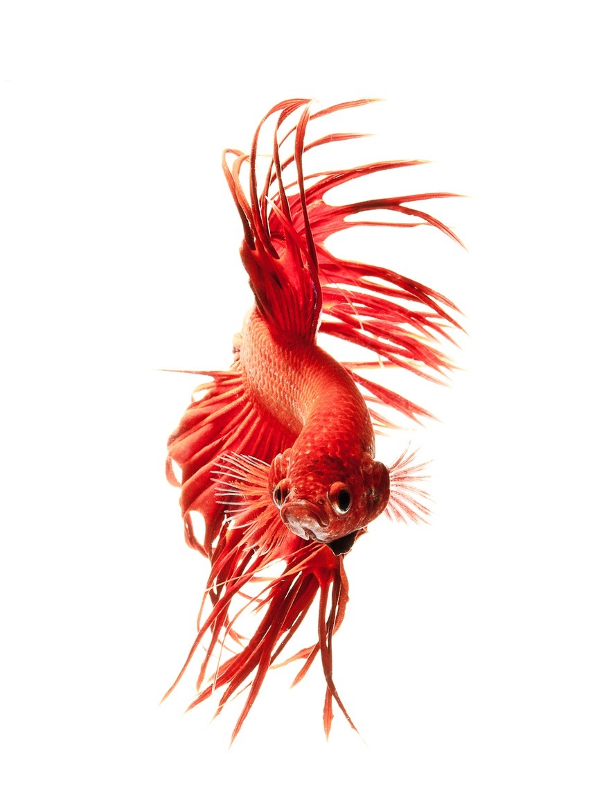 earthandanimals:   Siamese Fighting fish by visarute angkatavanich 