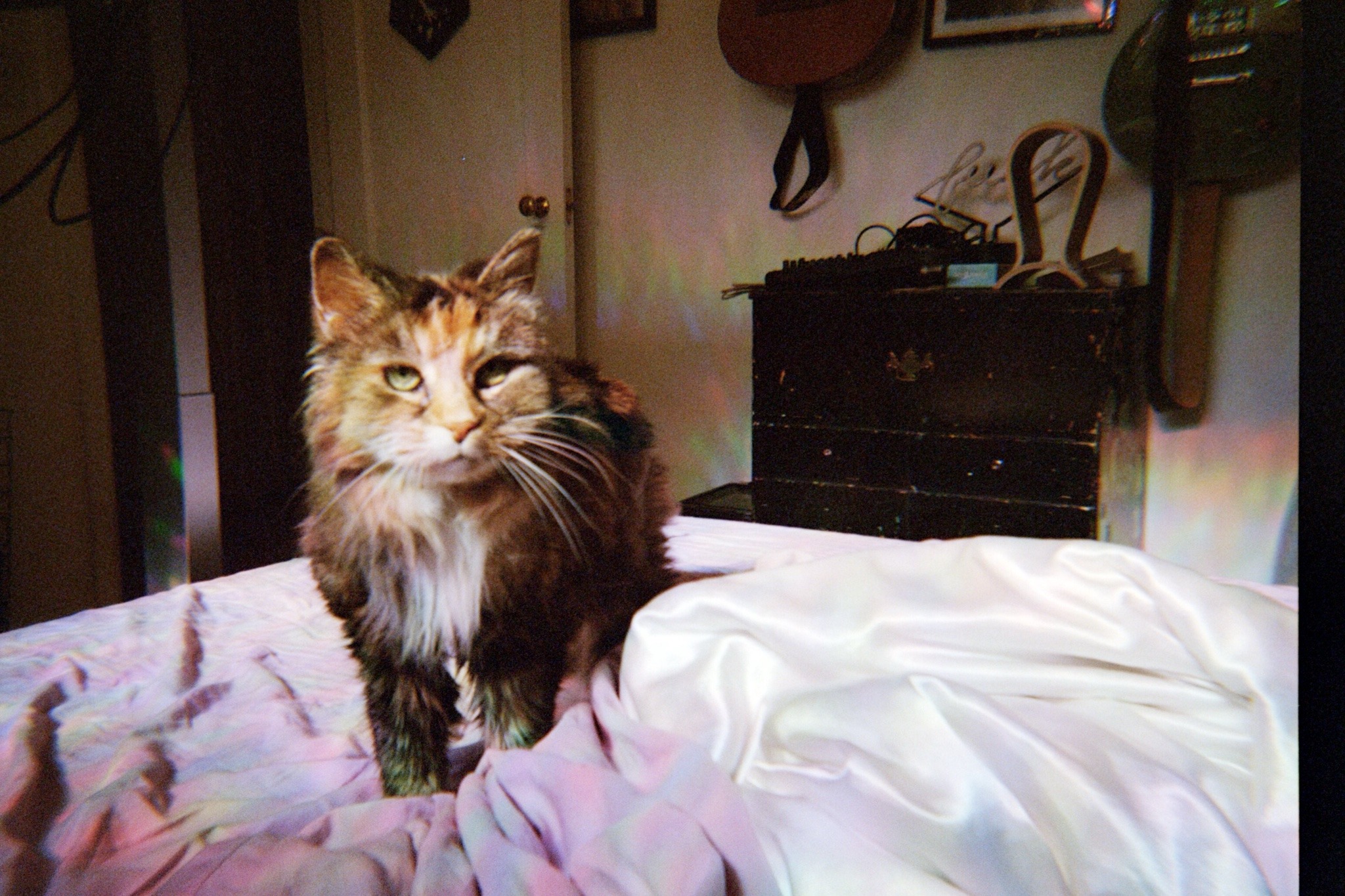 a film photo of my cat, catleen (aka ms. bean) standing on the bed and cast in iridescent light coming through the window
