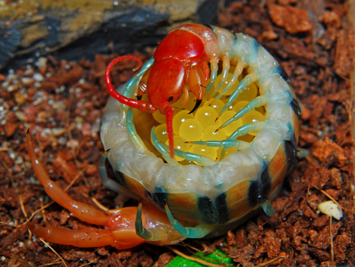 bogleech:  mindofamonsterartblog:  Anyone who says centipedes aren’t adorable is