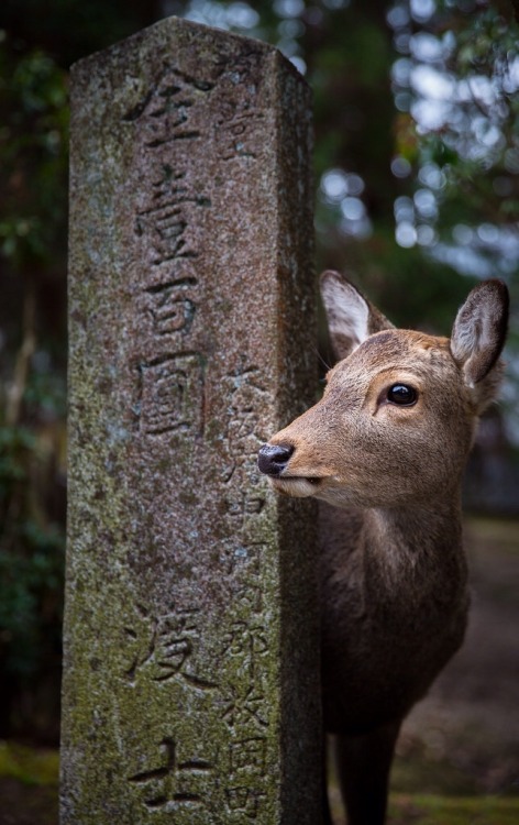 japanesse-life: Deer of Nara - Japanflic.kr/p/jxCcCx