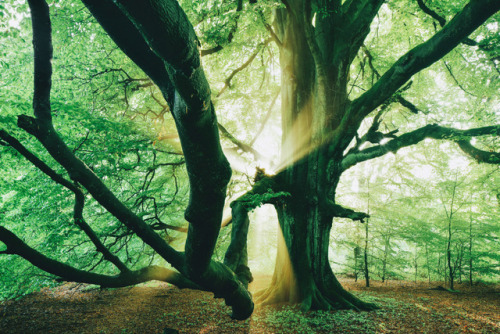 drxgonfly:The Secret Beauty of Trees (by Kilian Schönberger)