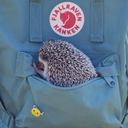 prickely:  no hedgehogs were harmed in the