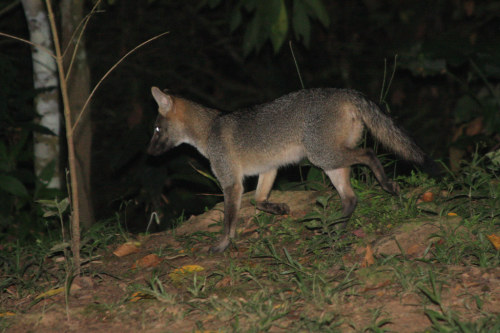 lychens: Crab-eating fox (Cerdocyon thous)