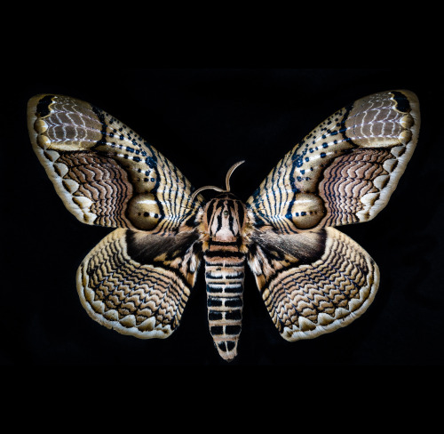 MothScientific name: Brahmaea hearseyiDepartment: Entomology, image © California Academy of Sciences