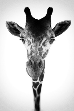 llamajam:  Sticking My Neck Out by Thomas Gehrke on Flickr.